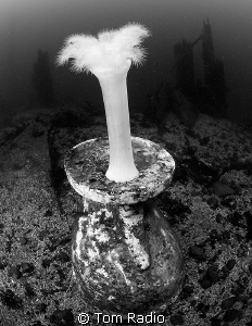 Toilet Anemone
Seattle, WA  U.S.A. by Tom Radio 